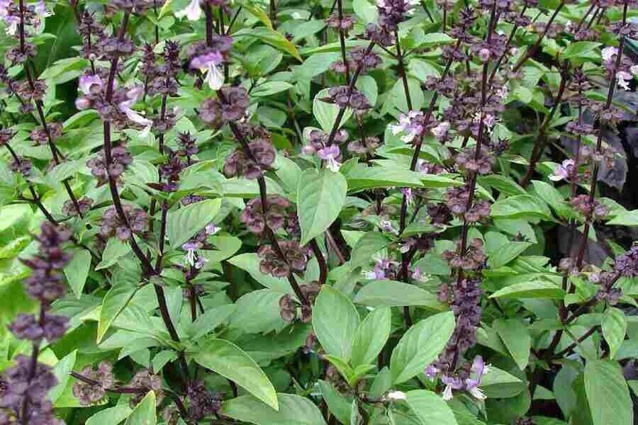 500 Ocimum basilicum Seeds , Sweet basil, Ram Tulsi Seeds, Basil Seeds - Seedsforgarden (1999-2024 ) .We Ship Seeds & Live Plants Worldwide