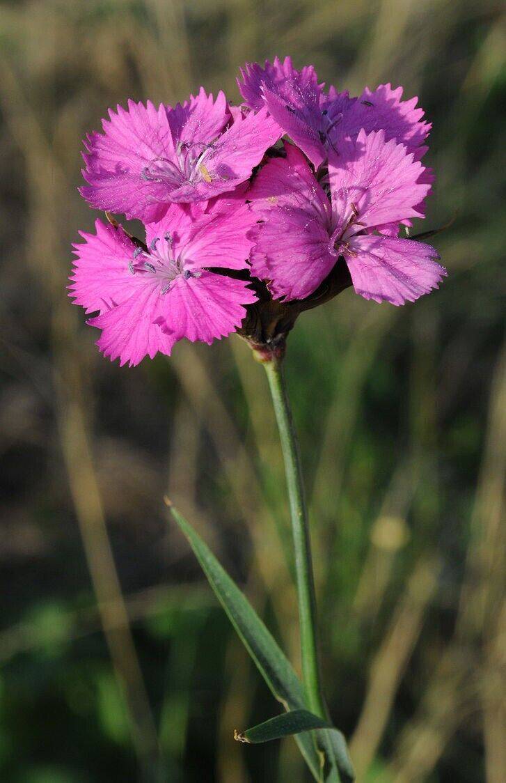 25 Dianthus carthusianorum Seeds, Carthusian Pink Seeds, Straw flowers Seeds - Seedsforgarden (1999-2024 ) .We Ship Seeds & Live Plants Worldwide