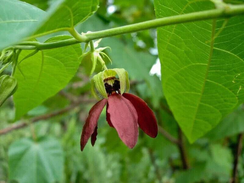 50 Abroma augusta Seeds - Seedsforgarden (1999-2024 ) .We Ship Seeds & Live Plants Worldwide