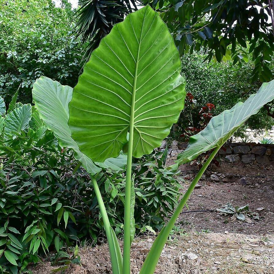 10 Alocasia Odora Seeds,Night Fragrant Elephant Ear ,Giant Elephant Ear Seeds - Seedsforgarden (1999-2024 ) .We Ship Seeds & Live Plants Worldwide
