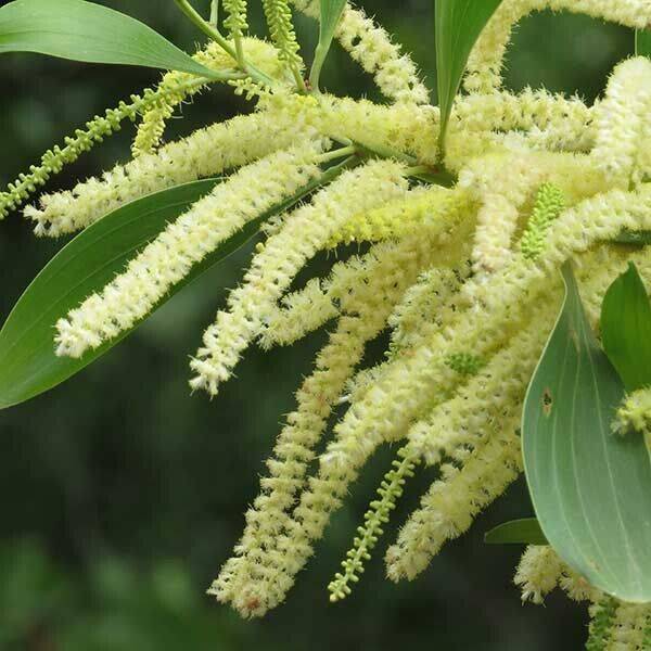 5 Live Acacia mangium Plants , Black Wattle Plants , Hickory Plants ,With Phytosanitary certificate - Seedsforgarden (1999-2024 ) .We Ship Seeds & Live Plants Worldwide