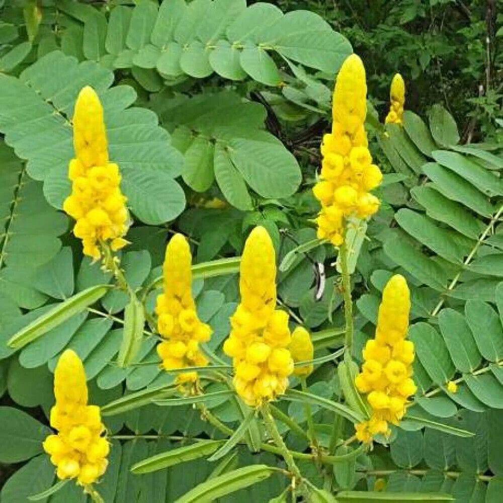 5 Cassia Alata tree Plants , Candle bush Tree Plants With Phytosanitary certificate - Seedsforgarden (1999-2024 ) .We Ship Seeds & Live Plants Worldwide