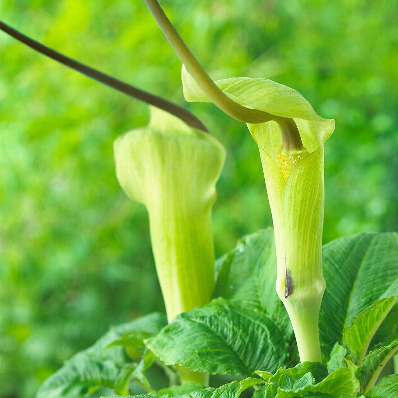 10 Arisaema tortuosum Seeds, Jack in The Pulpit Seeds, Whipcord Cobra Lily - Seedsforgarden (1999-2024 ) .We Ship Seeds & Live Plants Worldwide