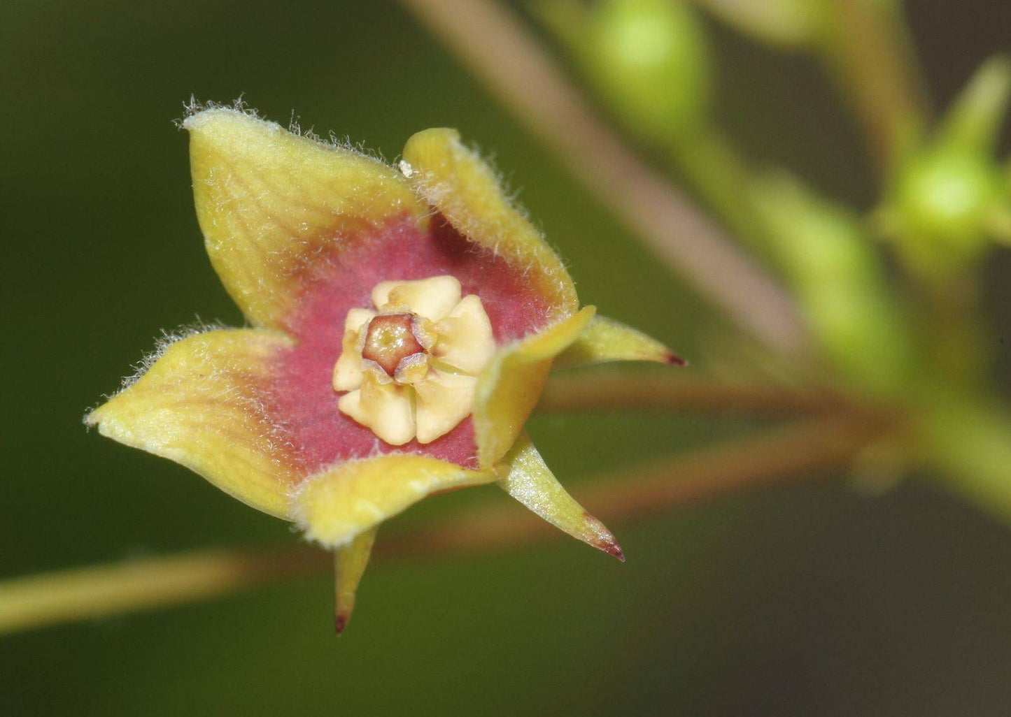 5 Vincetoxicum indicum Seeds, Indian Ipecac Seeds, Indian ipecacuanha, - Seedsforgarden (1999-2024 ) .We Ship Seeds & Live Plants Worldwide