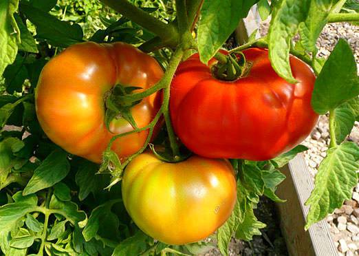 50 Organic Country Tomato Seeds, Open pollinated variety ,Non-Hybrid ,Tomato Seeds - Seedsforgarden (1999-2024 ) .We Ship Seeds & Live Plants Worldwide