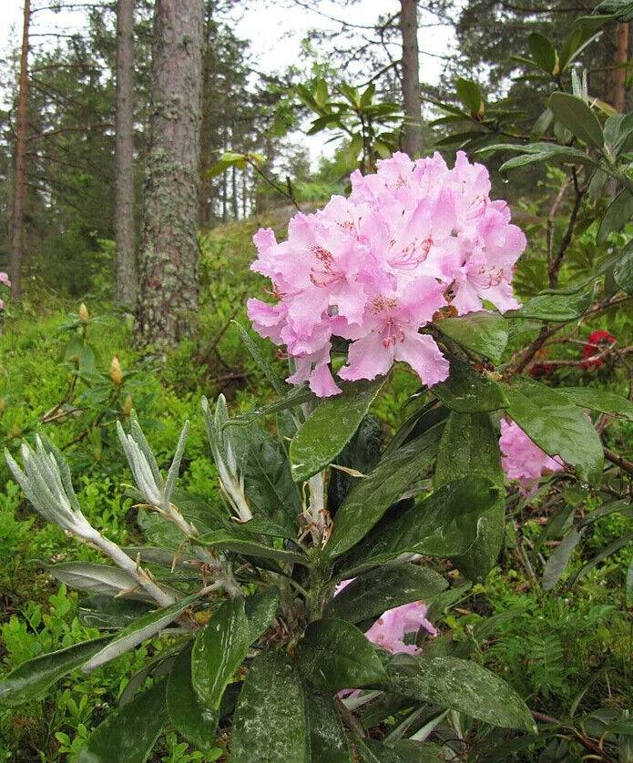 50 Rhododendron Grandiflorum Seeds , Catawba Rhododendron Seeds , Iron Clad Rhod - Seedsforgarden (1999-2024 ) .We Ship Seeds & Live Plants Worldwide