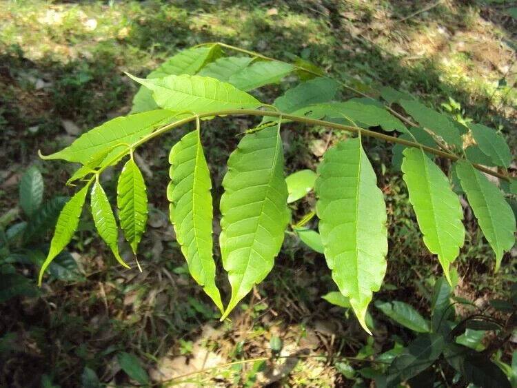 25 Zanthoxylum riedelianum Seeds,Yellow Prickly Ash Tree Seeds, Zanthoxylum Seeds - Seedsforgarden (1999-2024 ) .We Ship Seeds & Live Plants Worldwide