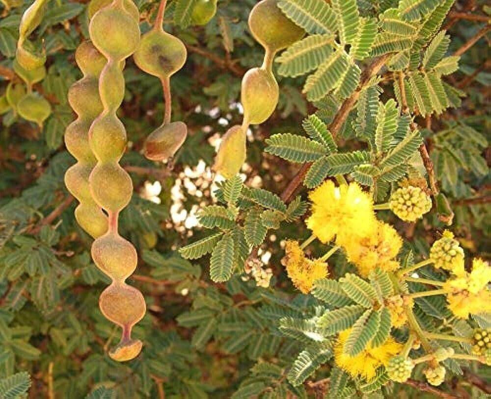 50 Grams Acacia arabica Pods, Gum Arabic Seeds Pods, - Seedsforgarden (1999-2024 ) .We Ship Seeds & Live Plants Worldwide