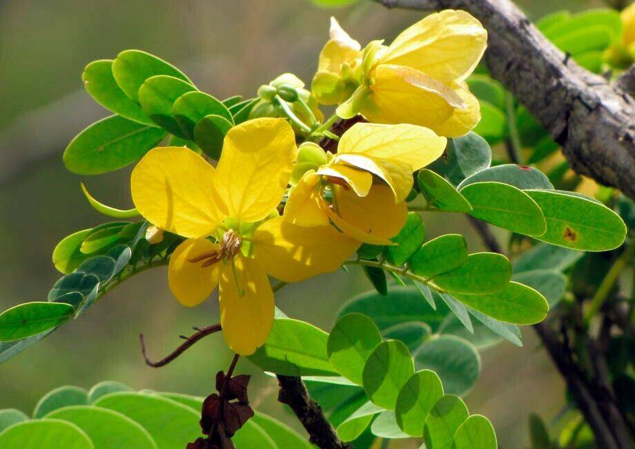 5 Live Cassia Glauca Plants , Scrambled Egg Bush Plants, With Phytosanitary certificate - Seedsforgarden (1999-2024 ) .We Ship Seeds & Live Plants Worldwide