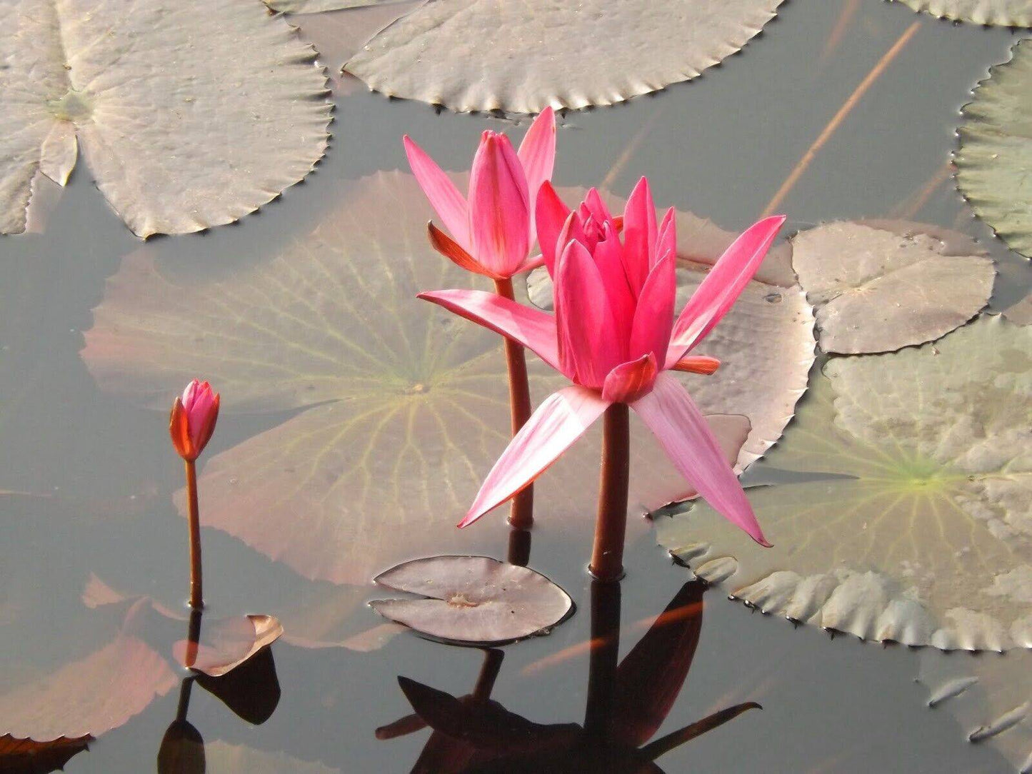 25 Nymphaea Rubra Seeds , Red Water Lilly Seeds, Pond Plant Seeds, - Seedsforgarden (1999-2024 ) .We Ship Seeds & Live Plants Worldwide
