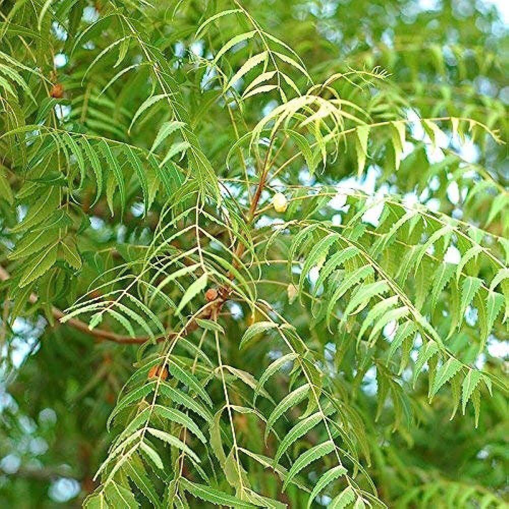 25 Azadirachta indica Seeds, Neem Tree Seeds, Margosa Tree Seeds, - Seedsforgarden (1999-2024 ) .We Ship Seeds & Live Plants Worldwide