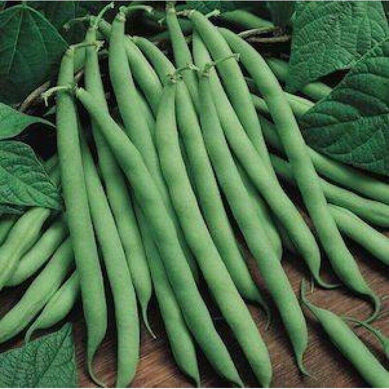 25 Climbing French Bean Seeds , Pole Bean Seeds,Climbing Bean Seeds, - Seedsforgarden (1999-2024 ) .We Ship Seeds & Live Plants Worldwide
