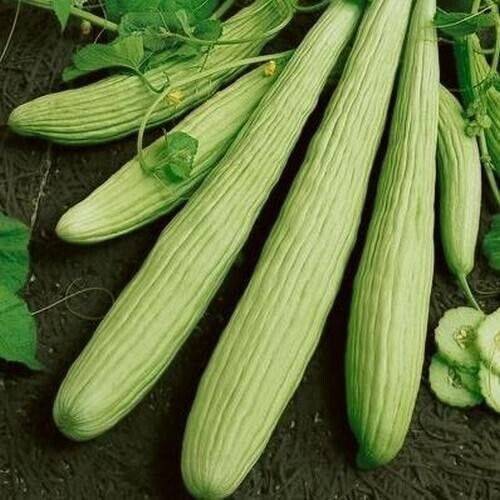 5 Armenian cucumber Seeds, Cucumis melo var. flexuosus, Exotic Cucumber Seeds - Seedsforgarden (1999-2024 ) .We Ship Seeds & Live Plants Worldwide
