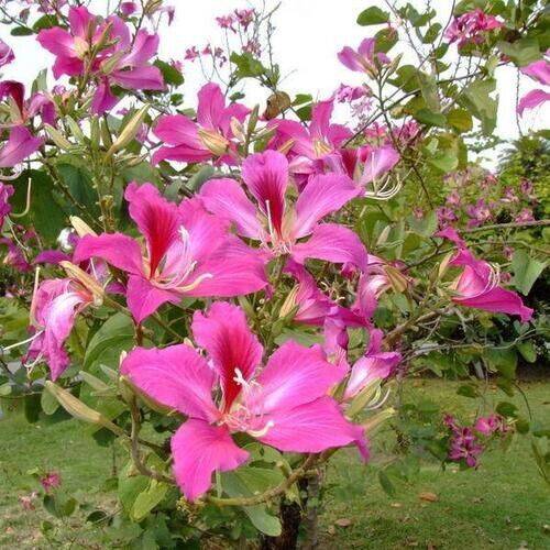 5 Live Bauhinia purpurea Plants , Purple Orchid Butterfly Tree Plants With Phytosanitary certificate - Seedsforgarden (1999-2024 ) .We Ship Seeds & Live Plants Worldwide