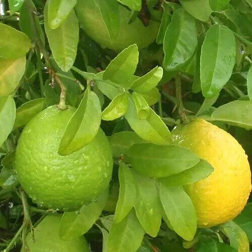 25 Citrus sinensis Seeds , Sweet Orange Seeds, 0range Seeds, Exotic Fruit Seeds - Seedsforgarden (1999-2024 ) .We Ship Seeds & Live Plants Worldwide