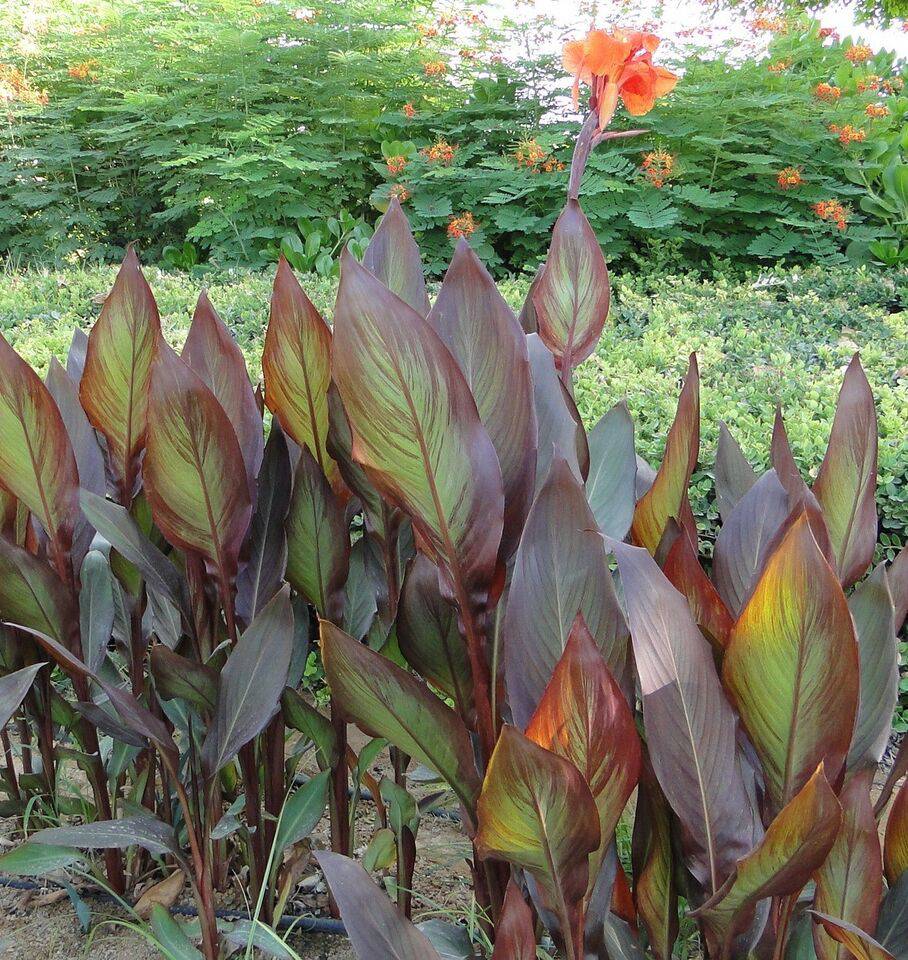 5 Canna indica Purpurea Seeds, Canna Purpurea Seeds, Exotic Canna Lily Seeds - Seedsforgarden (1999-2024 ) .We Ship Seeds & Live Plants Worldwide