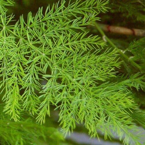 50 Asparagus racemosus Plants , Satavar Seeds, shatavari Seeds, , shatamull Seeds - Seedsforgarden (1999-2024 ) .We Ship Seeds & Live Plants Worldwide