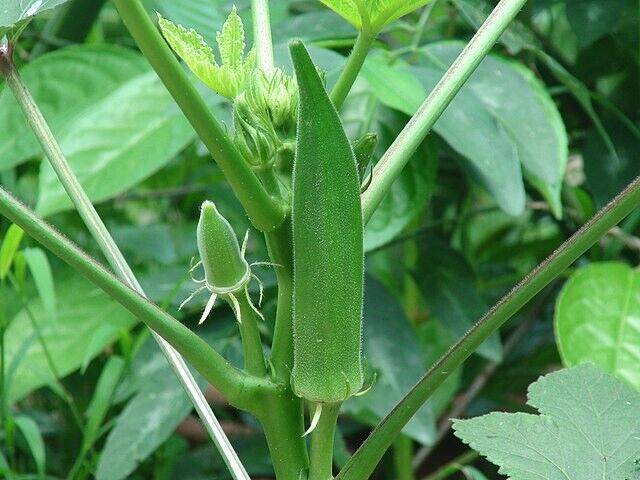 25 Green Okra Ladies Finger Seeds, Bhindi Seeds, Green Ladies finger Seeds , - Seedsforgarden (1999-2024 ) .We Ship Seeds & Live Plants Worldwide