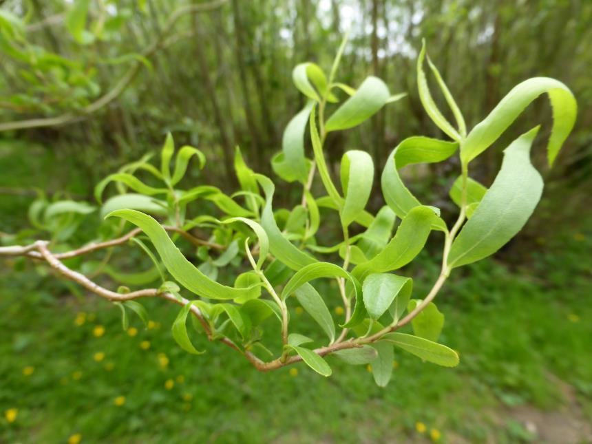 10 Salix matsudana Plants, Corkscrew Willow, Curly Willow Plants,