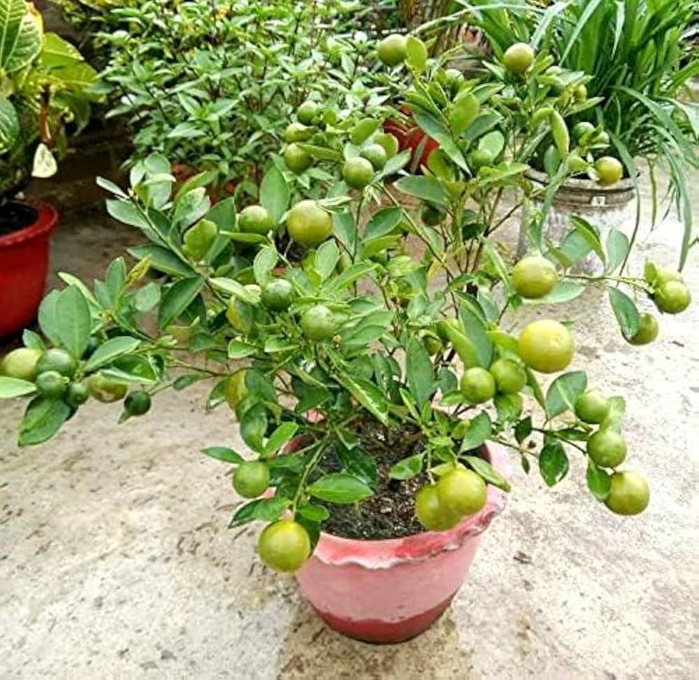10 Citrus Lemon Plants , Seedless Lemon Plants For Balcony Growing