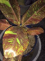 5 Musa acuminata Suckers, Red Dacca Suckers, Sevvalai banana plants With Phytosanitary certificate