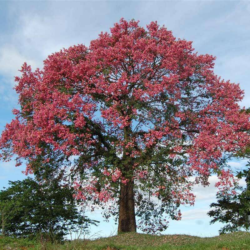 5 Chorisia speciosa Plants , Ceiba speciosa , Silk Floss Tree - Seedsforgarden (1999-2024 ) .We Ship Seeds & Live Plants Worldwide