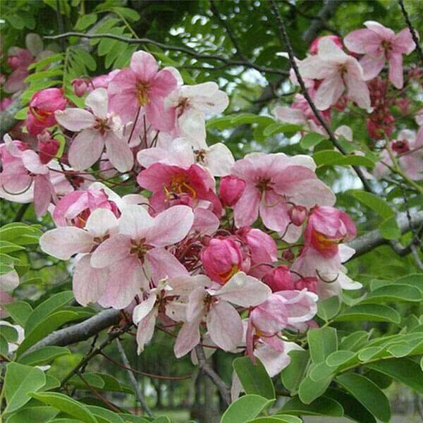 20 Cassia nodosa Seeds, Pink Shower Tree Seeds, Apple blossom Tree Seeds - Seedsforgarden (1999-2024 ) .We Ship Seeds & Live Plants Worldwide