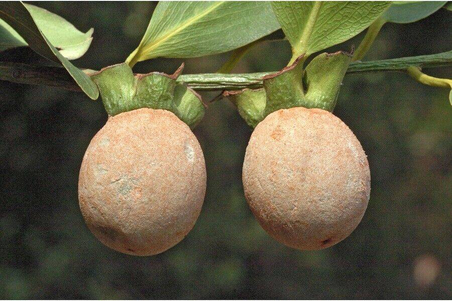 20 Diospyros peregrina Seeds, Indian persimmon Seeds, Panancca Seeds - Seedsforgarden (1999-2024 ) .We Ship Seeds & Live Plants Worldwide