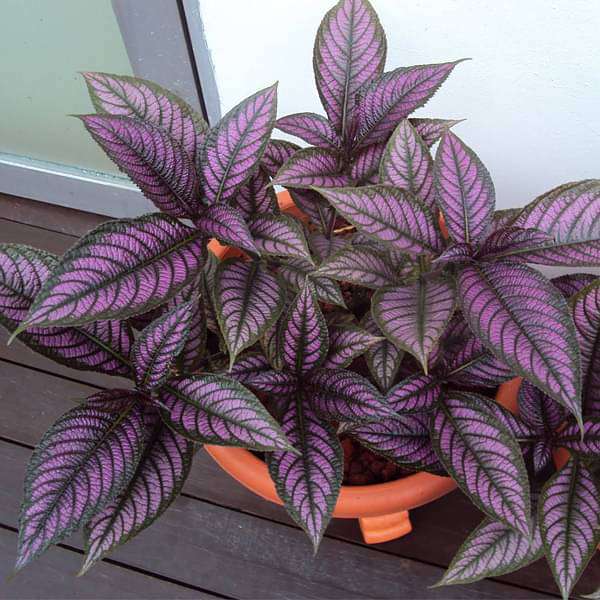 10 Strobilanthes dyeriana Plants , Persian shield Plants, Royal purple plant
