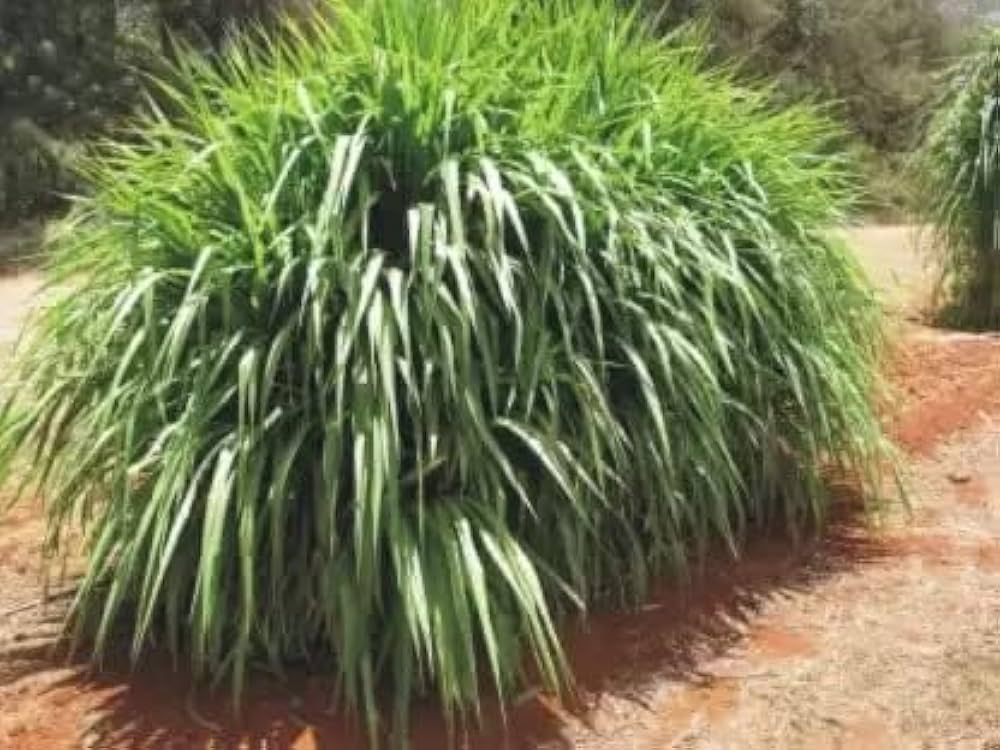 Hybrid Napier Cuttings ,Super Napier Grass Stems , With Phytosanitary certificate