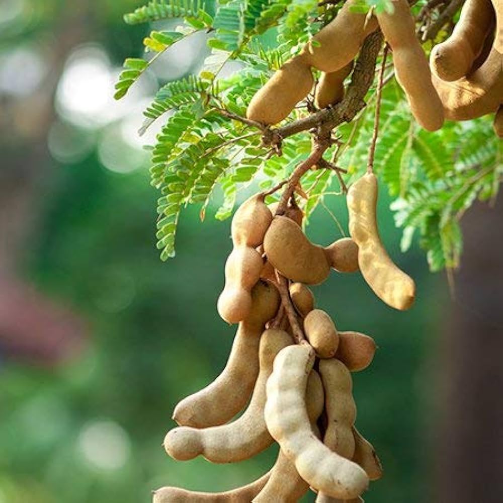 5 Tamarind Fruit Plants, Tamarindus indica Plants, With Phytosanitary certificate - Botanika