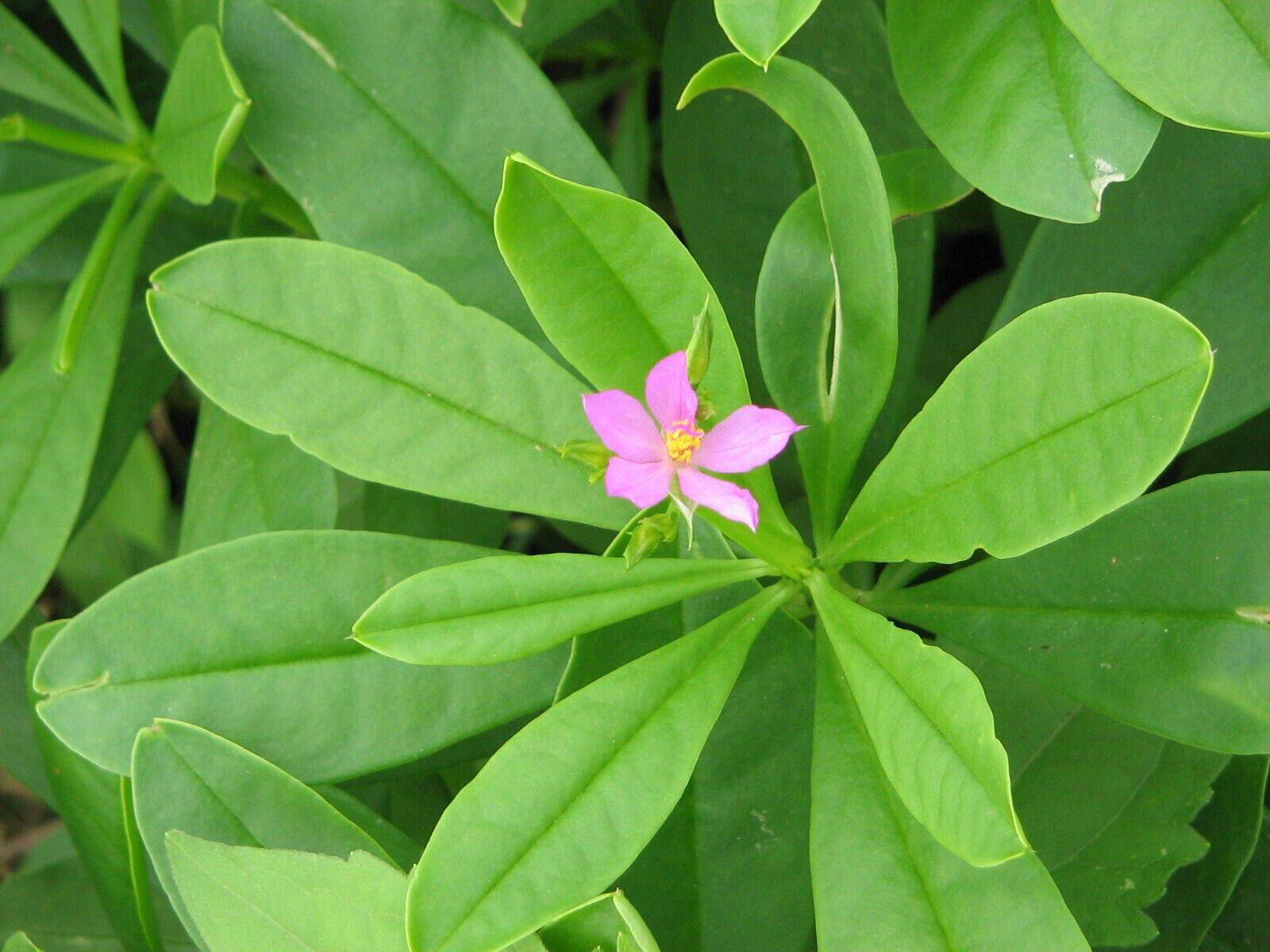 250+ Organic Waterleaf (Talinum Fruticosum) Spinach Seeds – Fast-Growing, Edible, Drought-Resistant Green Veggie