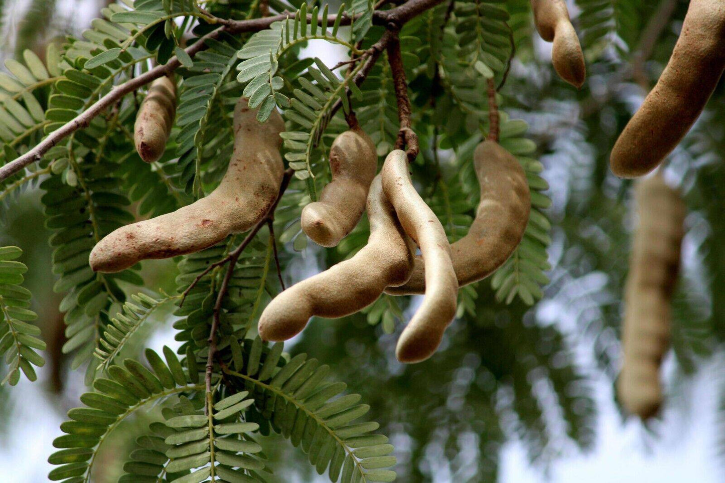 20 Tamarindus indica Seeds. Indian date, madeira mahogany, tamarind tree Seeds - Seedsforgarden (1999-2024 ) .We Ship Seeds & Live Plants Worldwide