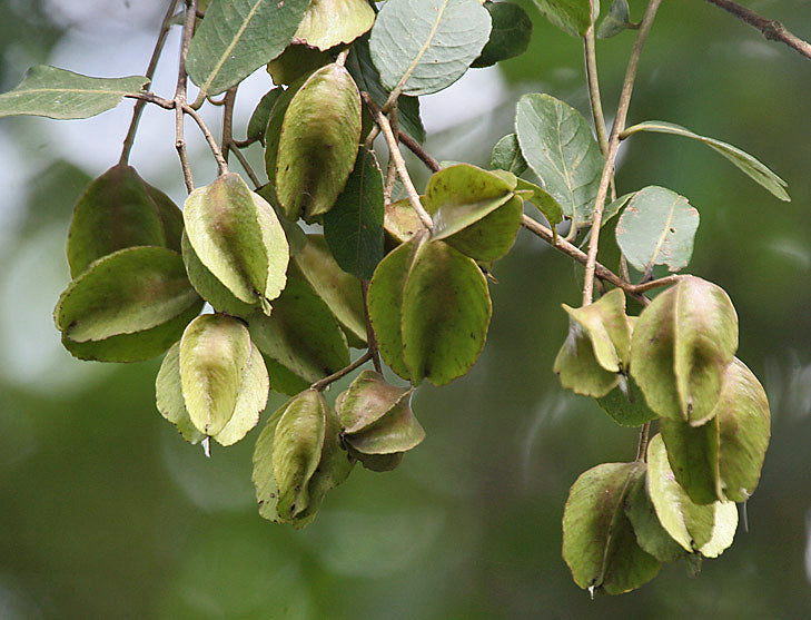 15 Terminalia arjuna Seeds, Arjun tree Seeds ,