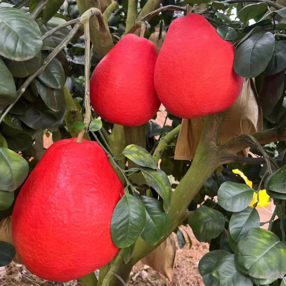 10 Pomelo Thai Red Plant, Red Batabi Lebu Plants, Red Citrus maxima Plants