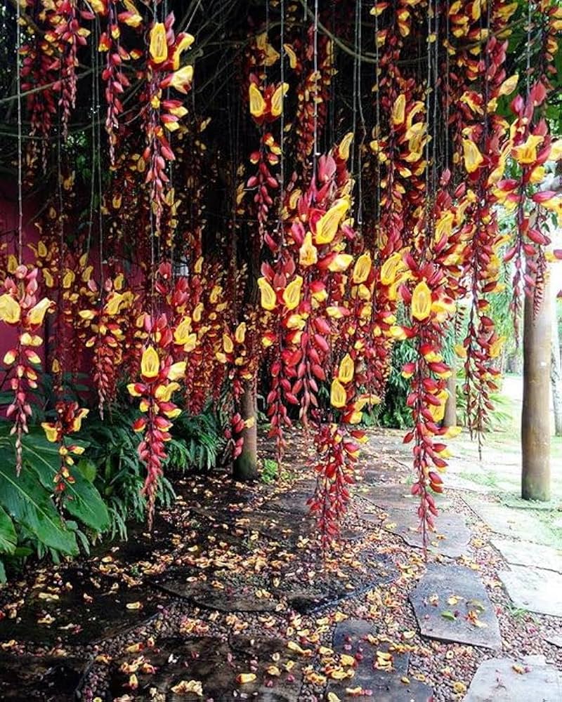 Vines And Climbers Seeds & Plants Catalogue