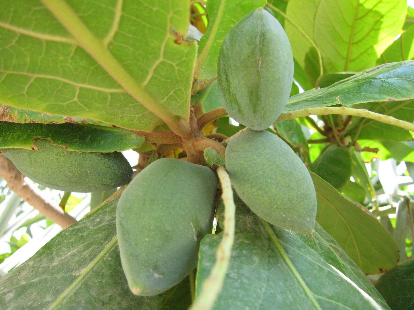 10 Terminalia catappa Seeds. Tropical Almond Seeds. Indian Almond Seeds - Seedsforgarden (1999-2024 ) .We Ship Seeds & Live Plants Worldwide