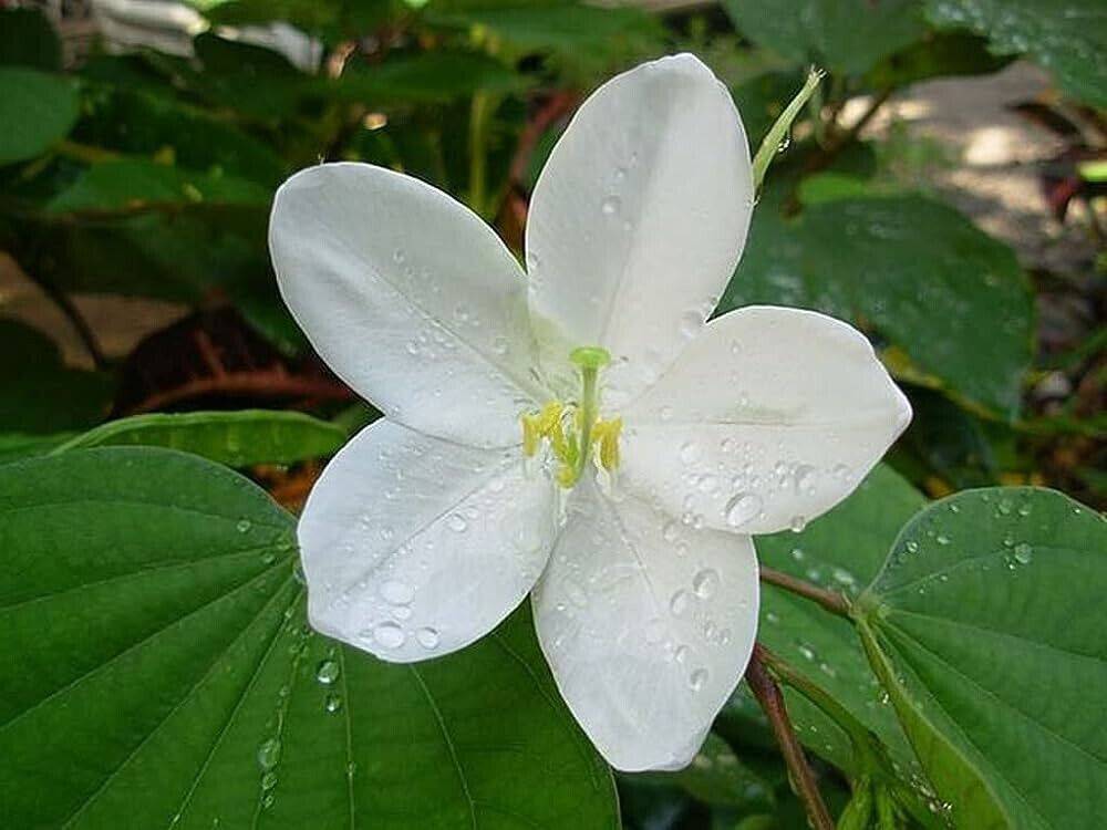 20 Bauhinia acuminata Seeds, White Orchid Tree Seeds , Snowy Orchid Tree Seeds - Seedsforgarden (1999-2024 ) .We Ship Seeds & Live Plants Worldwide