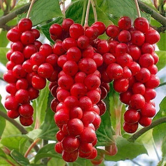25 Schisandra Chinensis Seeds, wu-wei-zi Seeds, Five Flavor Berry , - Seedsforgarden (1999-2024 ) .We Ship Seeds & Live Plants Worldwide