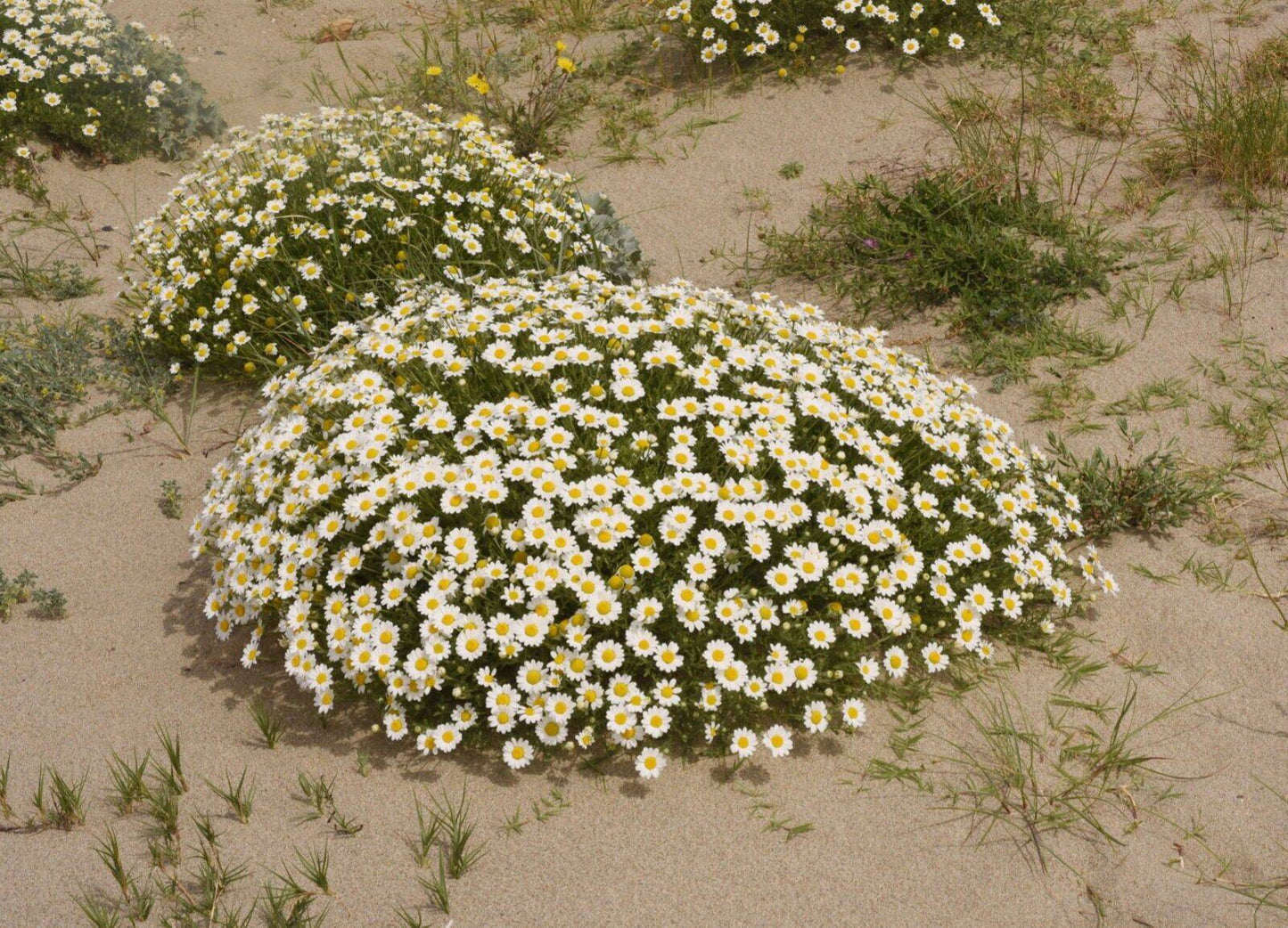 20 Anthemis deserti Seeds, Desert Plant Seeds, Exotic Seeds, Rare Seeds - Seedsforgarden (1999-2024 ) .We Ship Seeds & Live Plants Worldwide