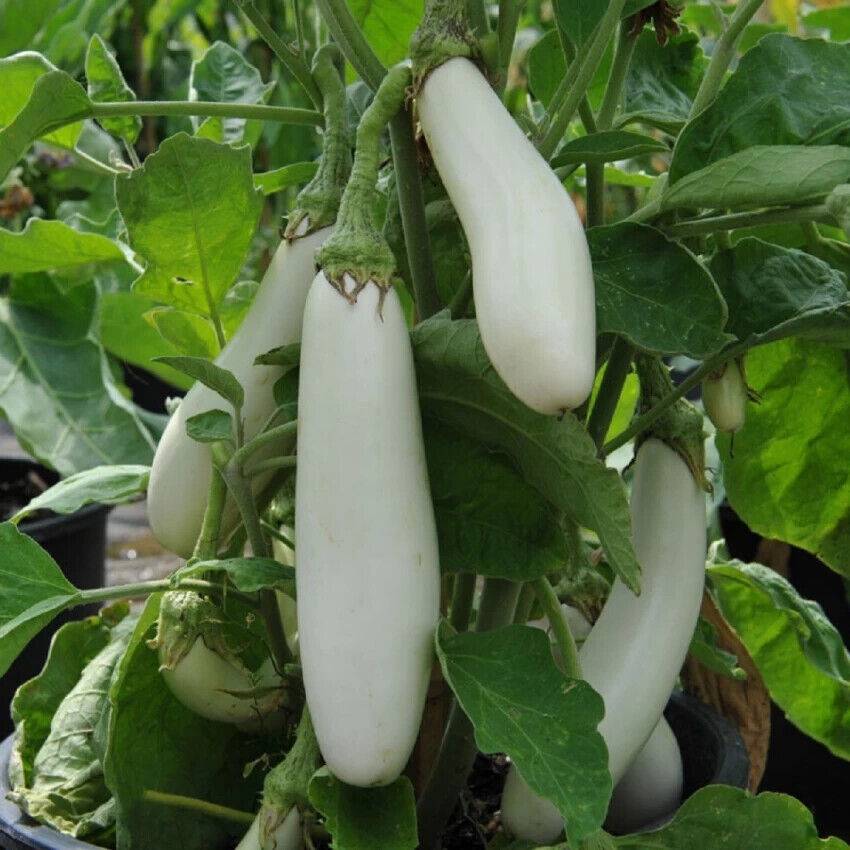 100 Brinjal White Long Seeds, Non-Hybrid, , Non-GMO, Eggplant Non-Gmo Seeds - Seedsforgarden (1999-2024 ) .We Ship Seeds & Live Plants Worldwide