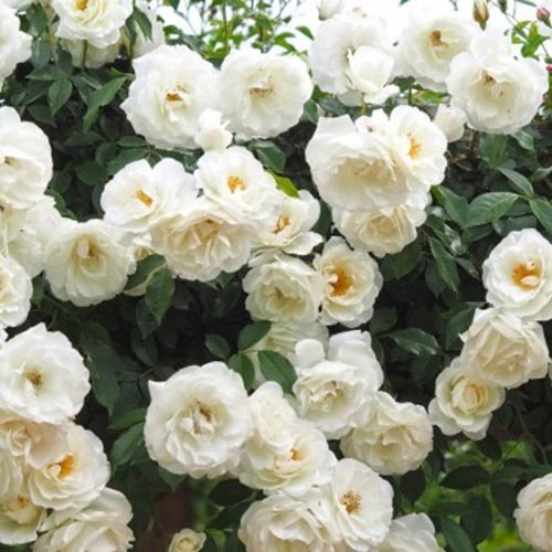 10 White Climbing Rose, White Creeper Rose With Phytosanitary certificate