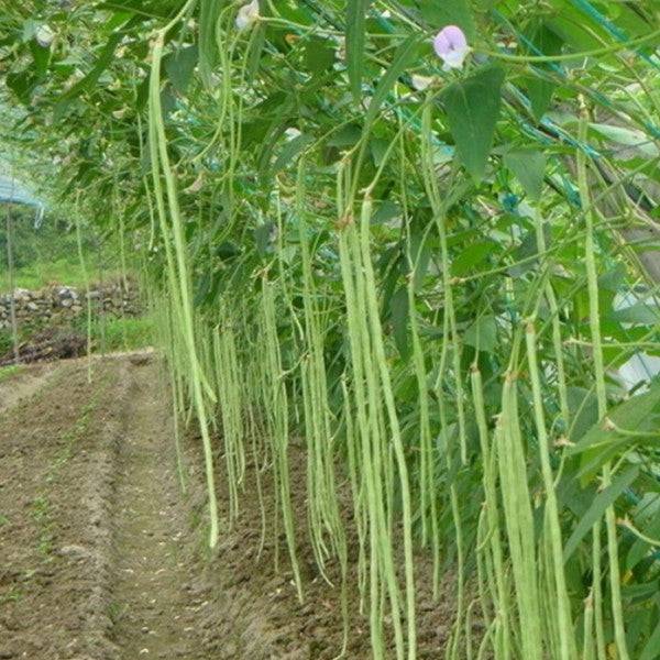 25 Green Noodle Yard long bean seed , Asian Chinese Noodle Bean Seeds, Non -Gmo Seeds - Seedsforgarden (1999-2024 ) .We Ship Seeds & Live Plants Worldwide