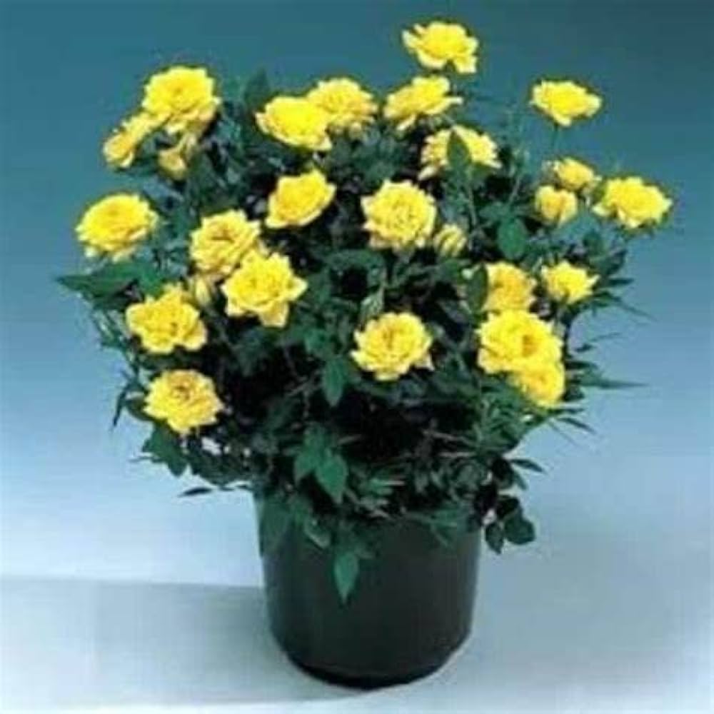 10 Yellow Button Rose Plants, Yellow Miniature Rose Plants With Phytosanitary certificate