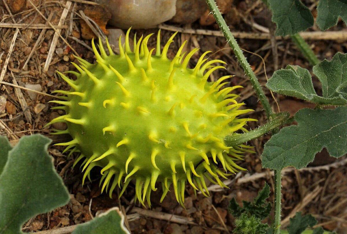 20 Cucumis zeyheri Seeds , South African Spiny Cucumber , Exotic Cucumis Seeds - Seedsforgarden (1999-2024 ) .We Ship Seeds & Live Plants Worldwide