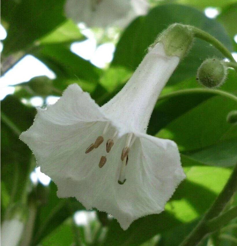 10 Iochroma australe alba White Seeds, acnistus australis Seeds, Dunalia Seeds - Seedsforgarden (1999-2024 ) .We Ship Seeds & Live Plants Worldwide