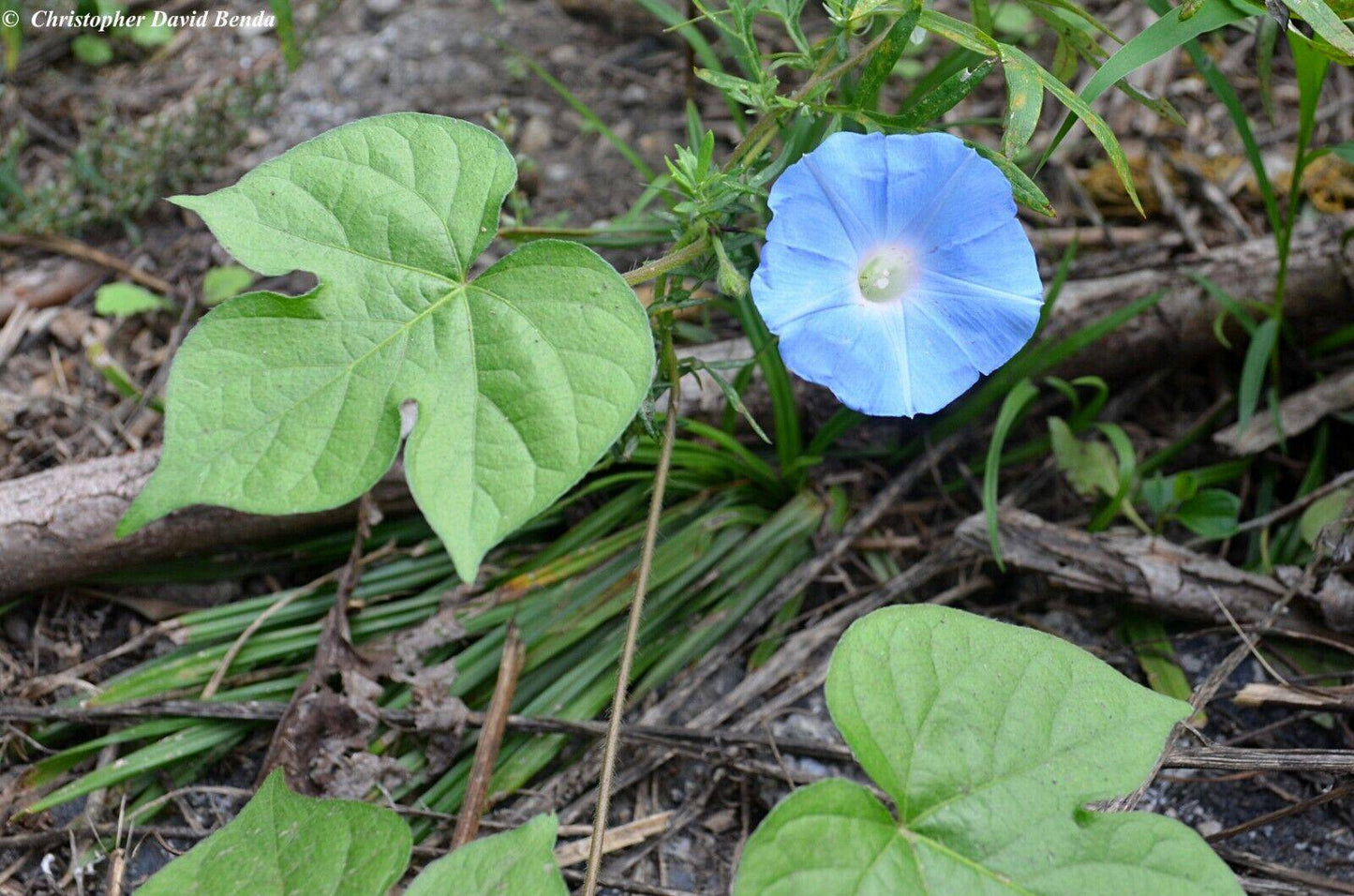 10 Ivy Leaf Morning Glory Seeds, Ipomoea hederacea Seeds, Exotic Vine Seeds - Seedsforgarden (1999-2024 ) .We Ship Seeds & Live Plants Worldwide