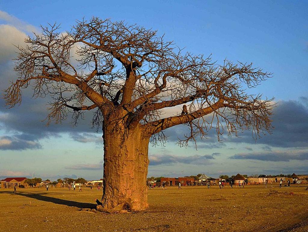 Buy Rare & Exotic Tree Seeds Online