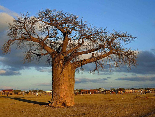 Buy Rare & Exotic Tree Seeds Online