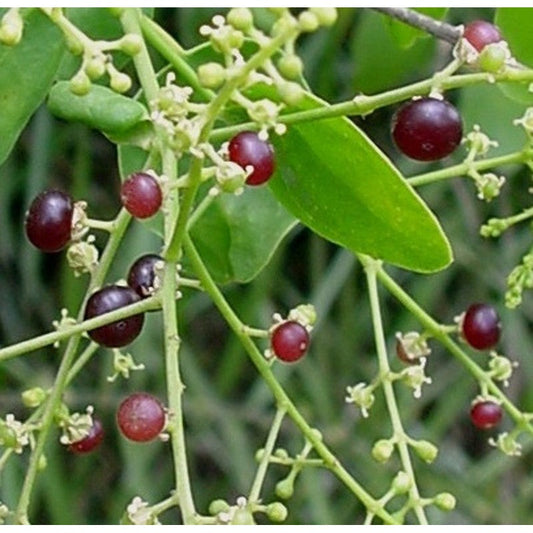Grow the Best Mustard Trees Salvadora persica Plants,  Arak Tree